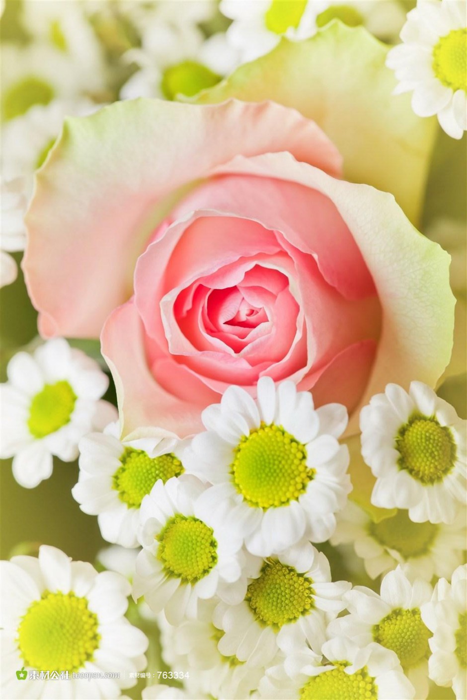 点击大图看下一张：素雅简约粉玫瑰高清素材图片
