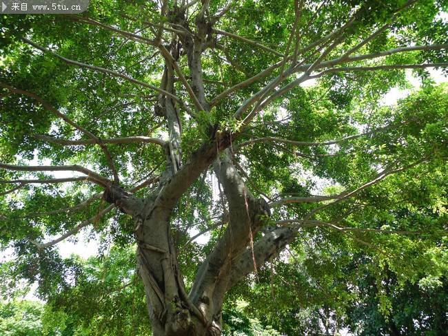 点击大图看下一张：枝叶茂密的大树摄影图片