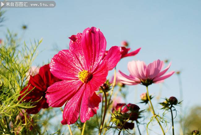 点击大图看下一张：绚丽开放的波斯菊花卉图片