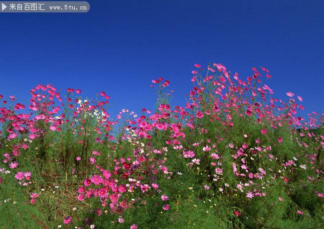 点击大图看下一张：蓝天下唯美的野花图片