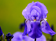 紫色德国鸢尾唯美植物图片