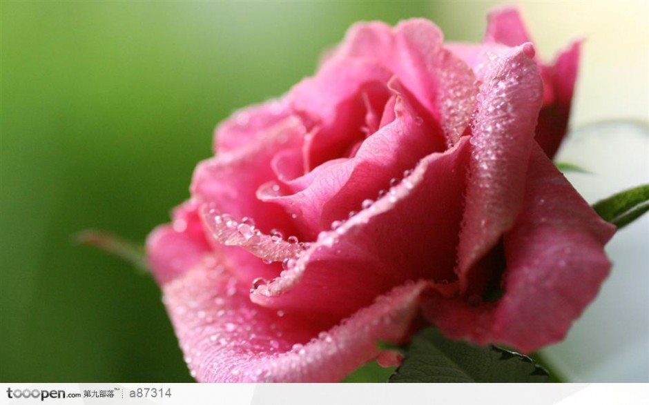 点击大图看下一张：漂亮的玫瑰花图片背景素材