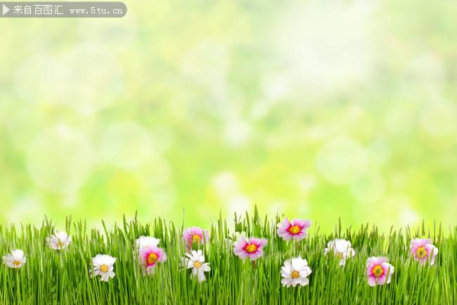 点击大图看下一张：明媚的阳光草地鲜花图片