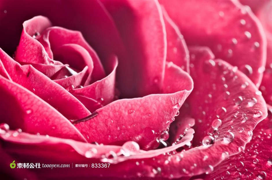 点击大图看下一张：艺术的结晶欧美红玫瑰素材