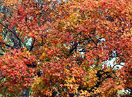 秋天随风飘零的树叶图片