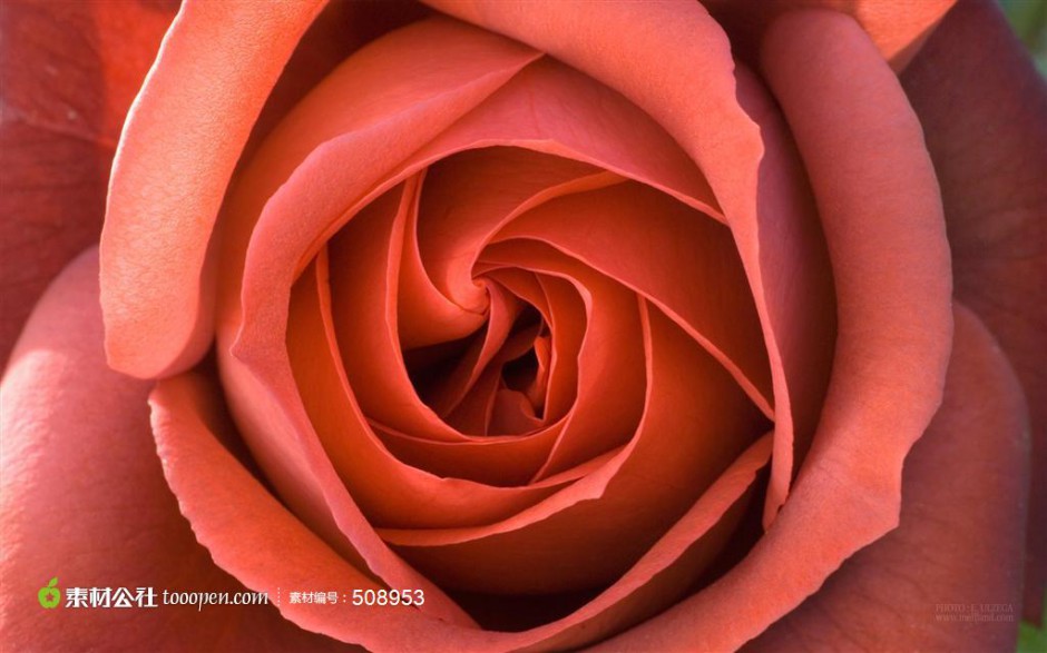 点击大图看下一张：红玫瑰花图片唯美高清背景素材