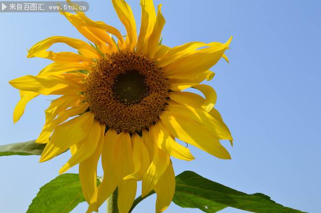 点击大图看下一张：向日葵花图片精致鲜花特写