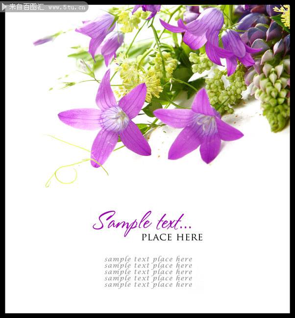 点击大图看下一张：淡紫色鲜花背景素材