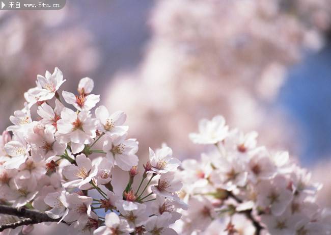点击大图看下一张：纯白的日本樱花高清图