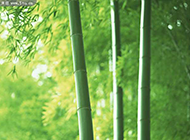 清新脱俗的竹子摄影图片