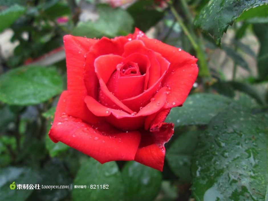 点击大图看下一张：娇艳的雨后红玫瑰图片素材