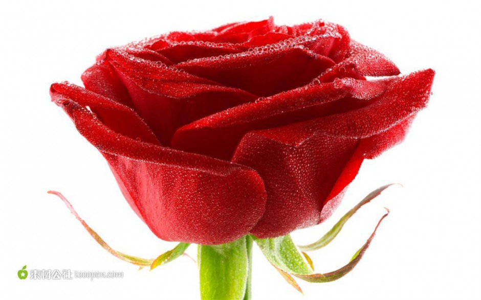 点击大图看下一张：红玫瑰花图片素材高清特写