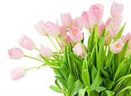 粉色郁金香花束图片高清素材