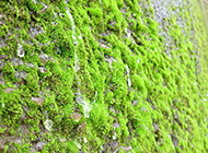 绿色植物苔藓原创摄影图片