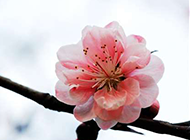 粉色的樱花唯美摄影图片