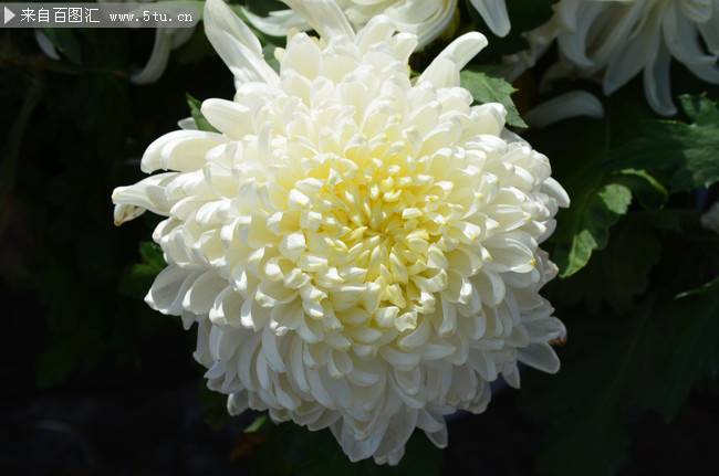 点击大图看下一张：白色菊花图片唯美特写