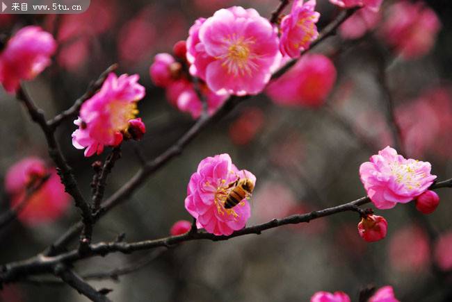 点击大图看下一张：春天里桃花朵朵摄影图片