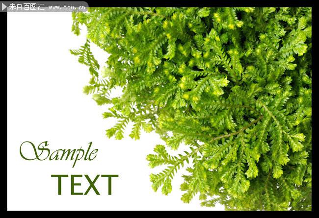 点击大图看下一张：超清绿色树叶图片素材