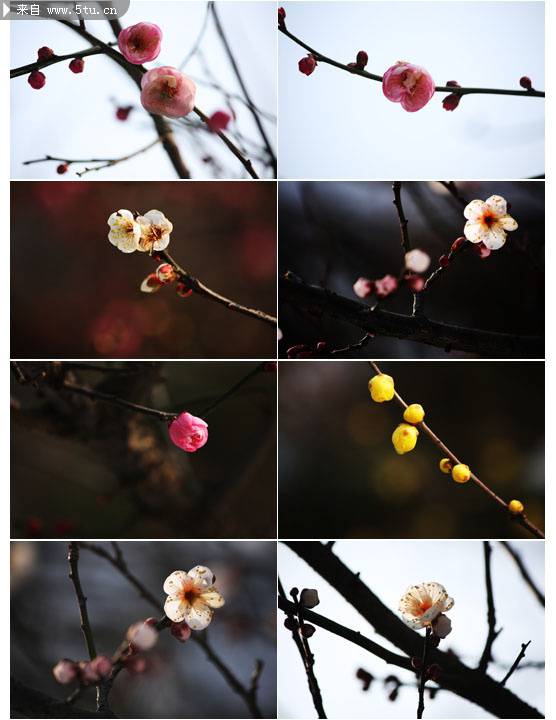 点击大图看下一张：春天盛开的梅花高清图片