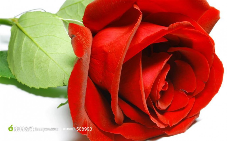 点击大图看下一张：一只精美的鲜红玫瑰花图片