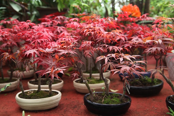 点击大图看下一张：艳丽脱俗的红枫盆景植物图片