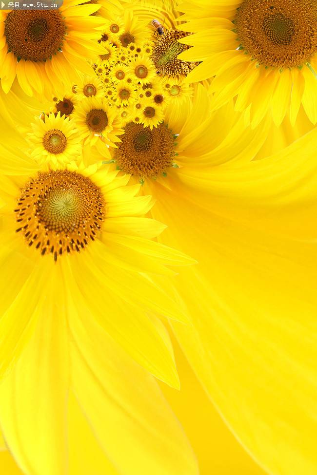 点击大图看下一张：金灿灿盛开的向日葵花幻灯片背景图片