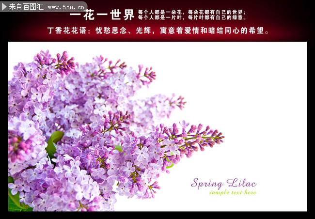 点击大图看下一张：初春美丽的丁香花背景图片