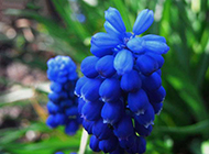 蓝色鲜花唯美背景图片
