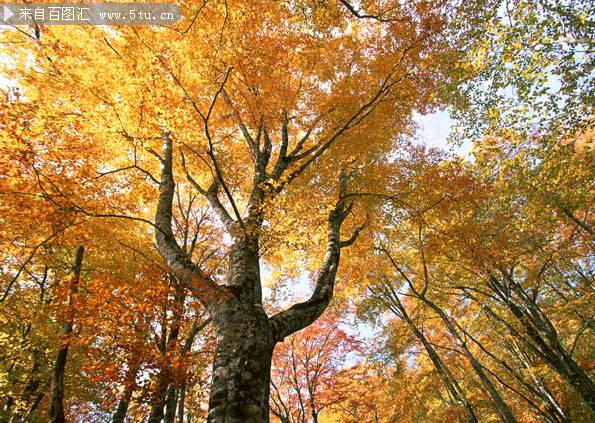 点击大图看下一张：秋天金黄迷人的枫树摄影图片