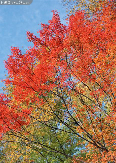 点击大图看下一张：秋季树姿优美的枫树图片