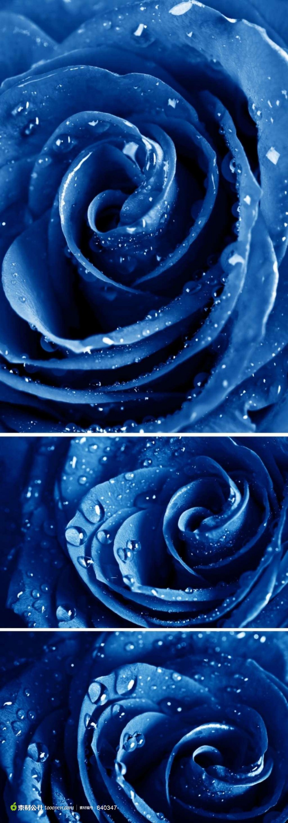 点击大图看下一张：唯美的蓝色玫瑰花图片赏析