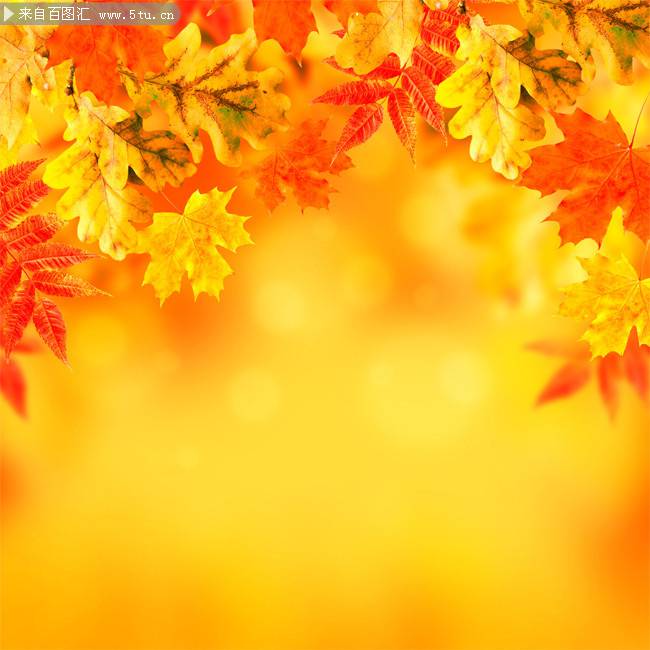 点击大图看下一张：金色灿烂的秋天枫叶壁纸