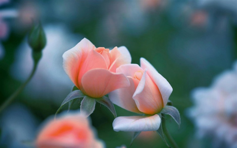 点击大图看下一张：唯美绽放的粉色玫瑰高清图片