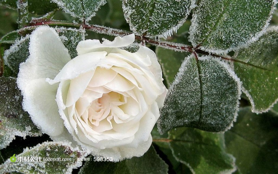 点击大图看下一张：冬日霜裹的玫瑰花图片素材