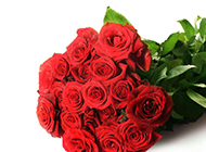 一束红红火火的玫瑰花图片素材