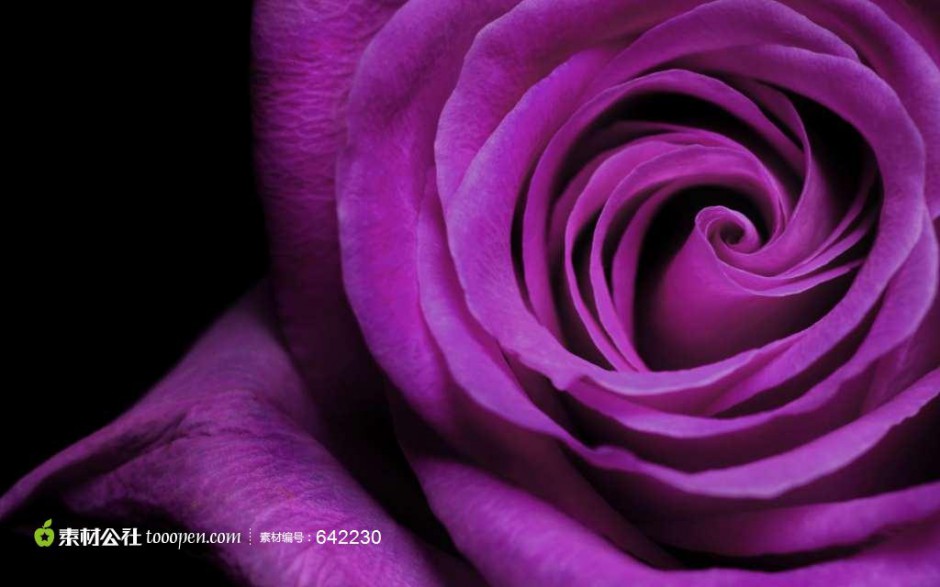 点击大图看下一张：优雅紫玫瑰唯美花卉高清美图