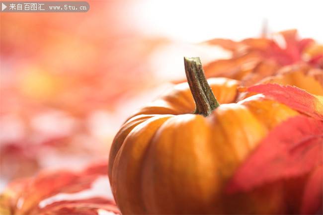点击大图看下一张：秋天里的大南瓜图片