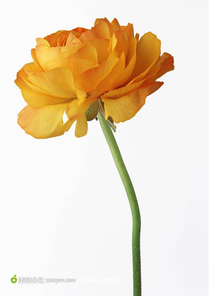 点击大图看下一张:一支黄玫瑰白色背景图片