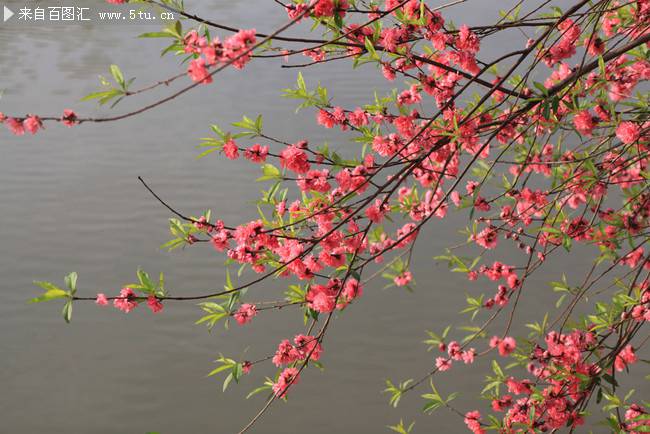 点击大图看下一张：早春娇媚迷人的红梅花图片