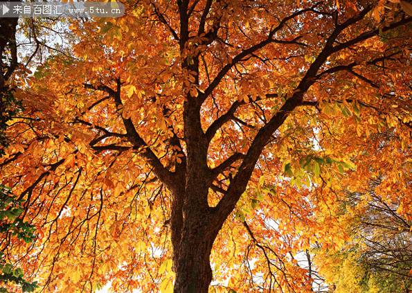 点击大图看下一张：好看的秋天枫树图片欣赏