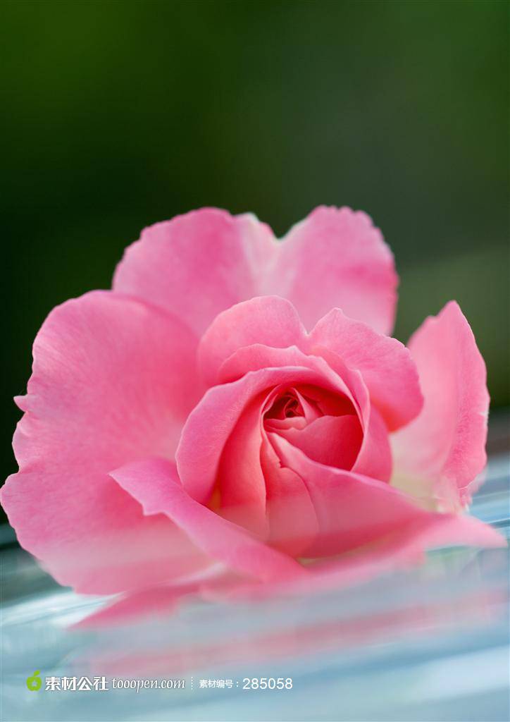 点击大图看下一张：粉色玫瑰花背景图片素材