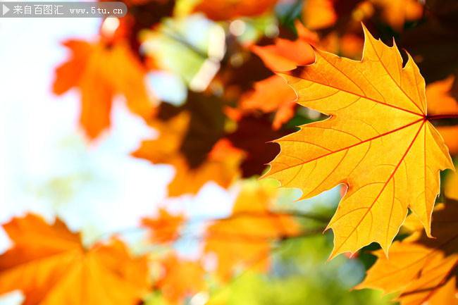 点击大图看下一张：秋天枫叶图片金黄灿烂