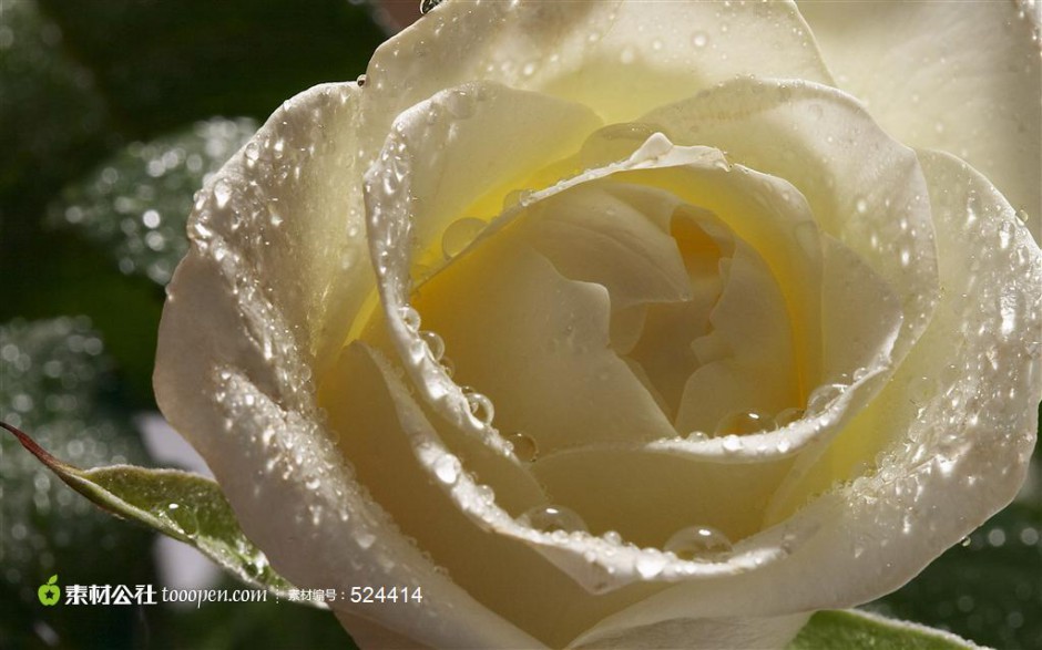 点击大图看下一张：唯美的纯白玫瑰背景素材赏析