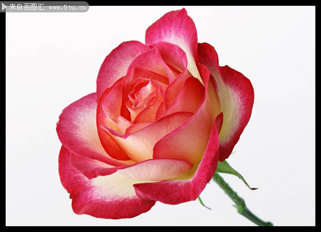 点击大图看下一张：玫瑰花背景素材娇媚迷人