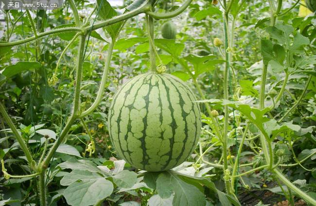 点击大图看下一张：圆滚滚的西瓜图片