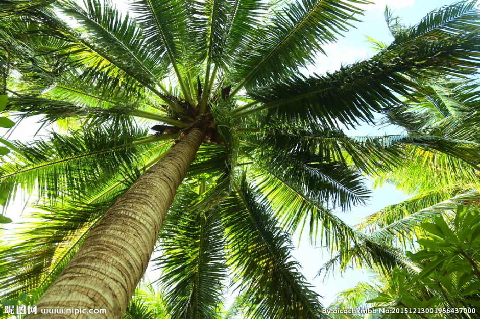 点击大图看下一张：棕榈树高清图片苍翠挺拔