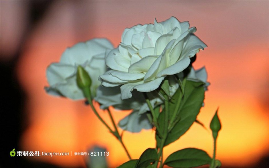 点击大图看下一张：洁白无瑕的玫瑰花意境图片