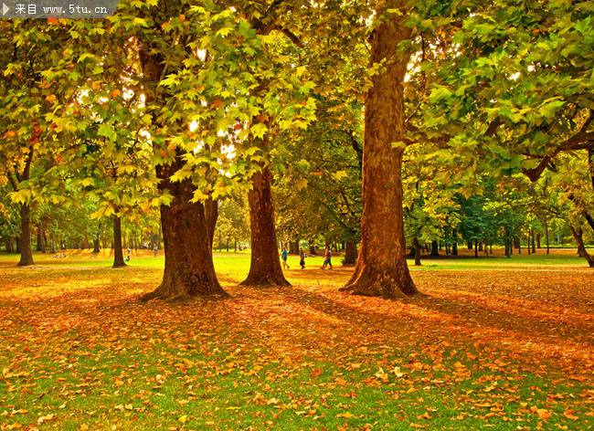 点击大图看下一张：唯美的秋季枫树林高清图片