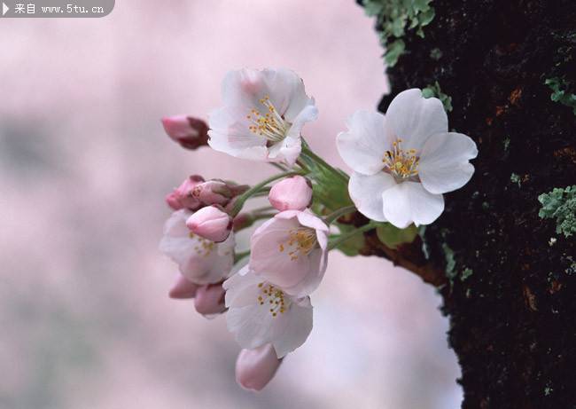 点击大图看下一张：淡雅柔美的白色樱花图片