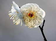 冬天绽放的白色梅花图片